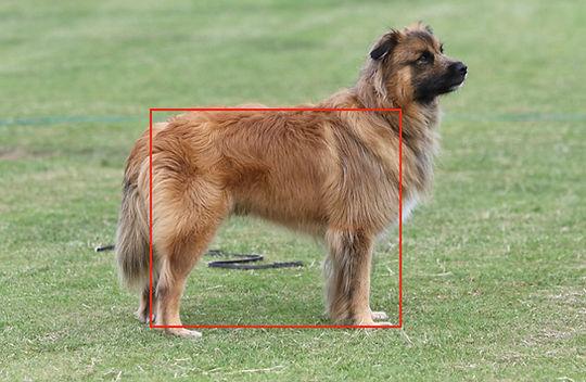 Chien de Berger des Pyrenees non visage