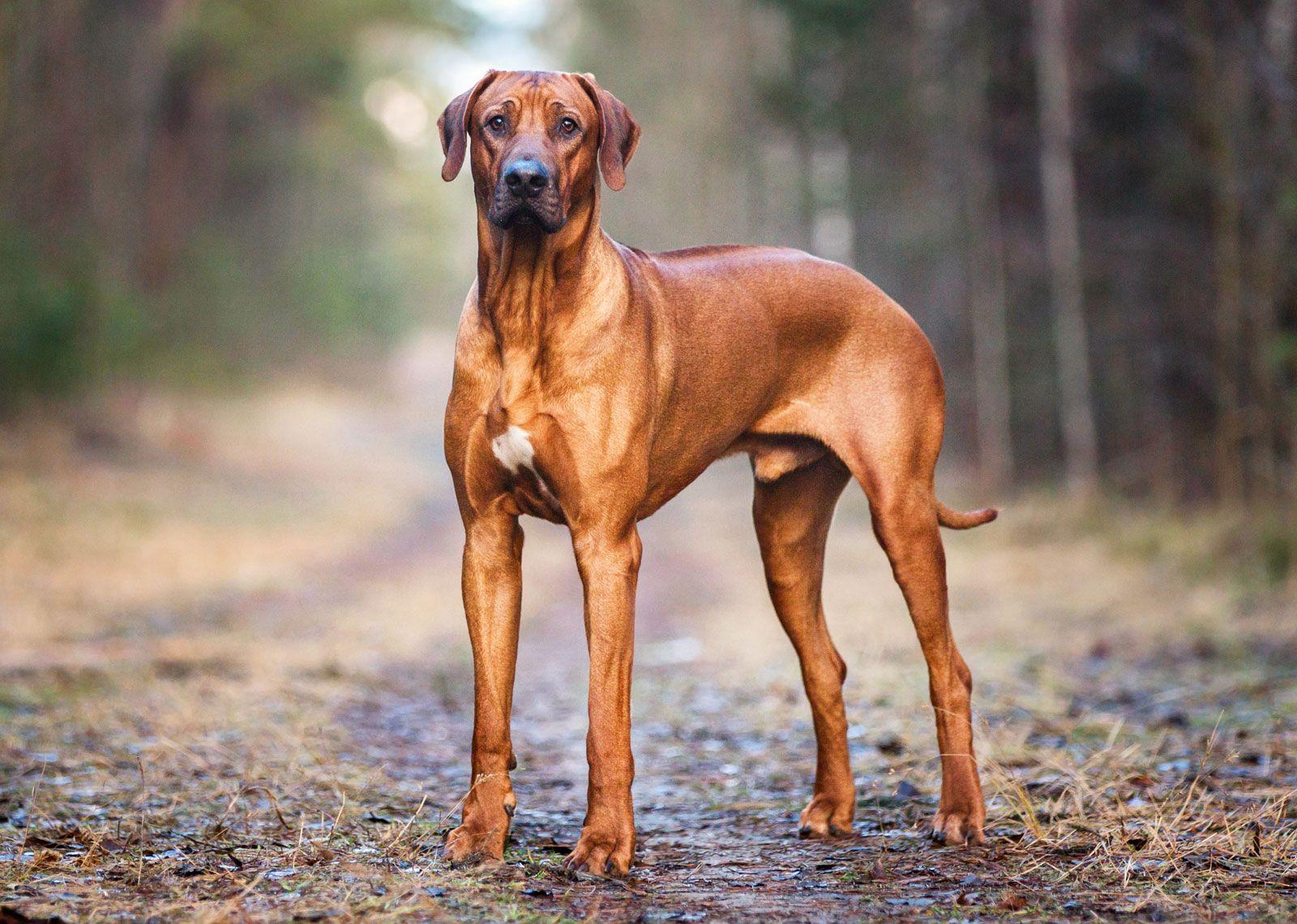 Rhodesien Ridgeback