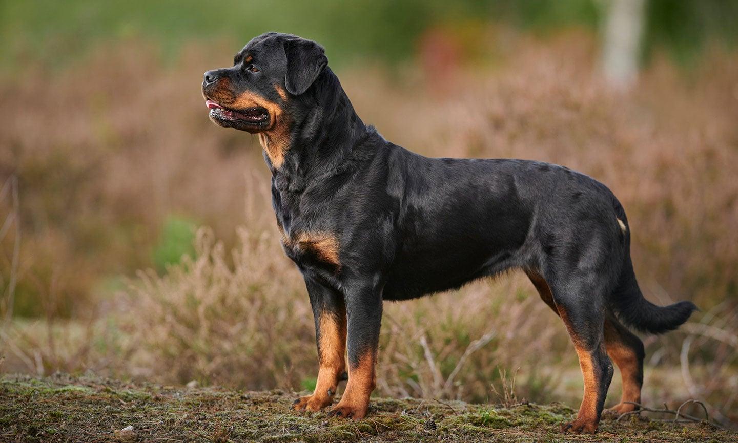 Rottweiler