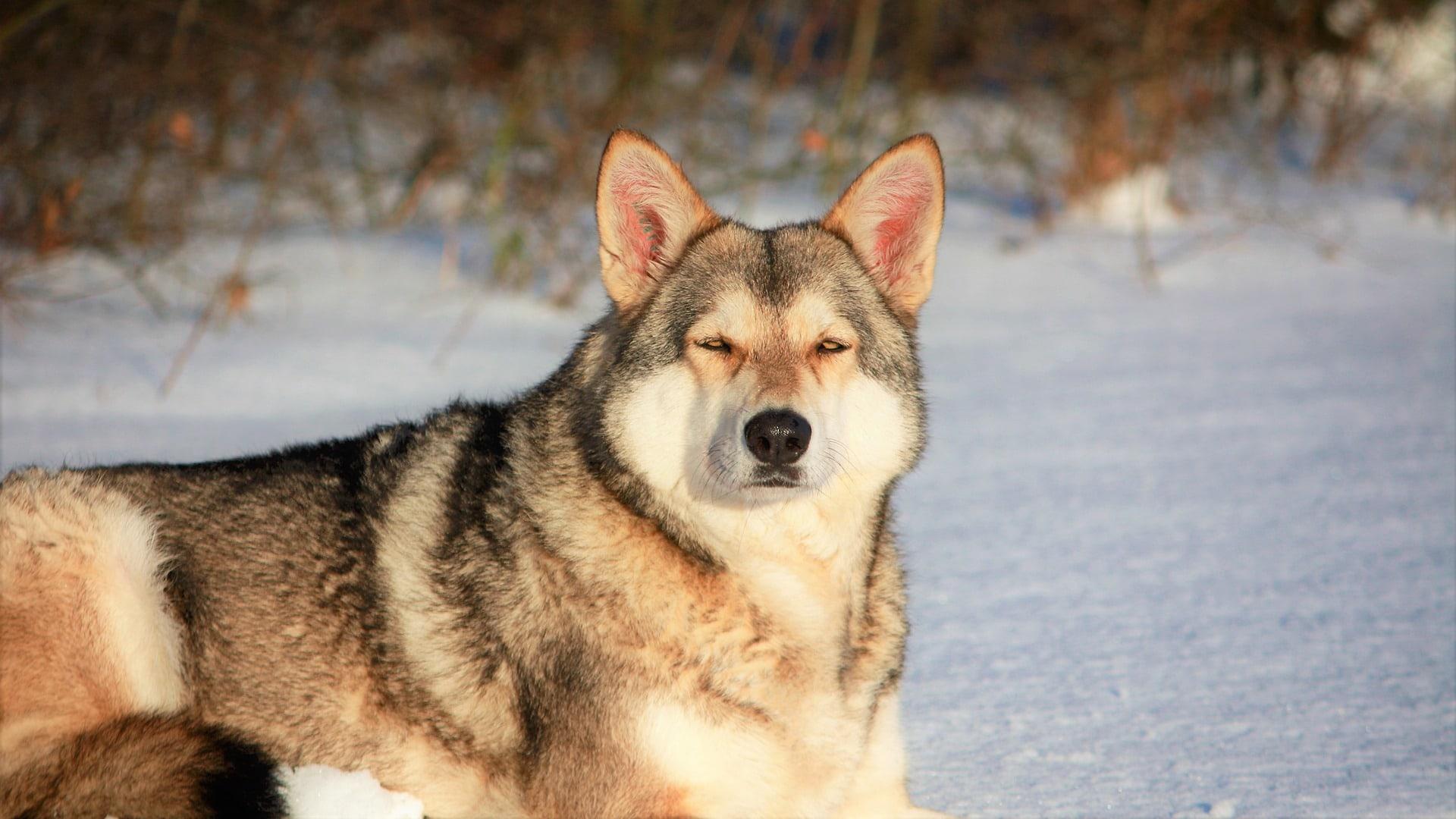 Saarloos wolfdog