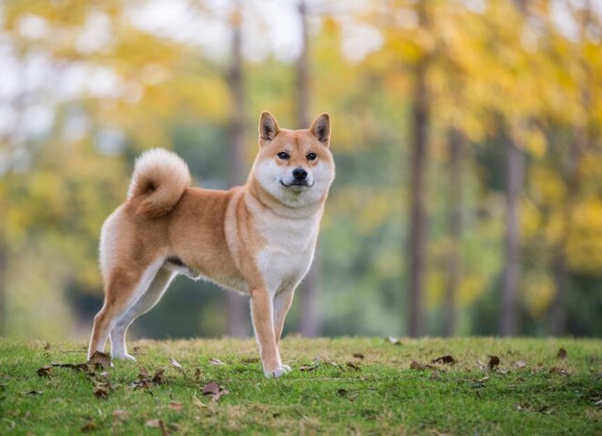 Shiba japonais inu
