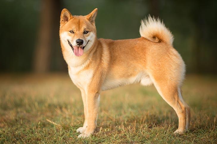 Shiba inu