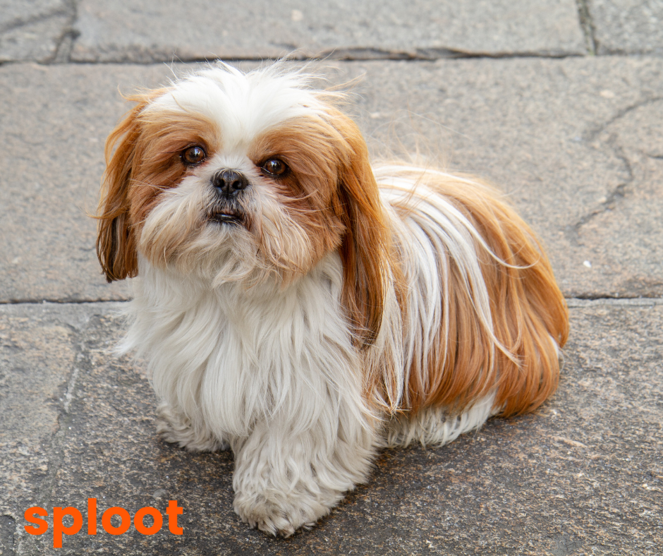 Shih tzu