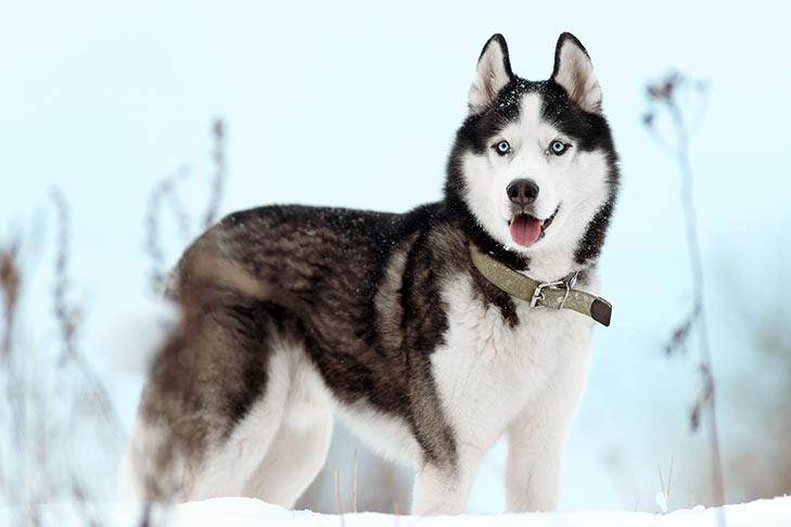 Husky sibérien