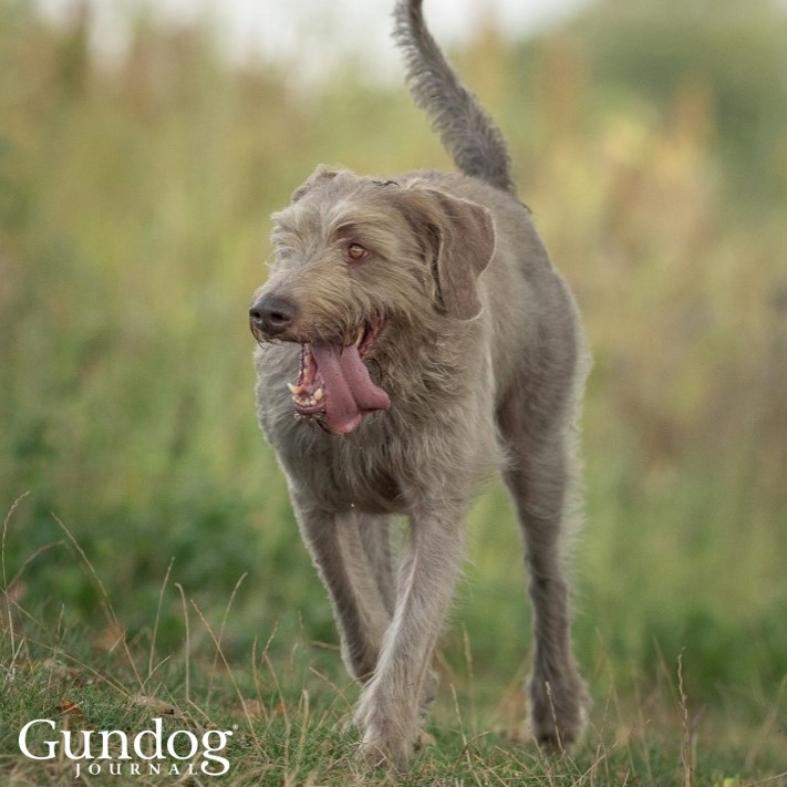 Pointeur aux cheveux bruts slovaques