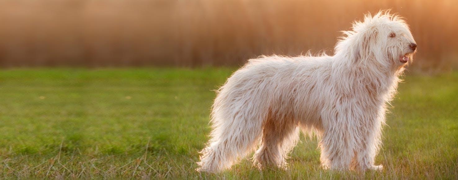 Chien de berger du Sud russe