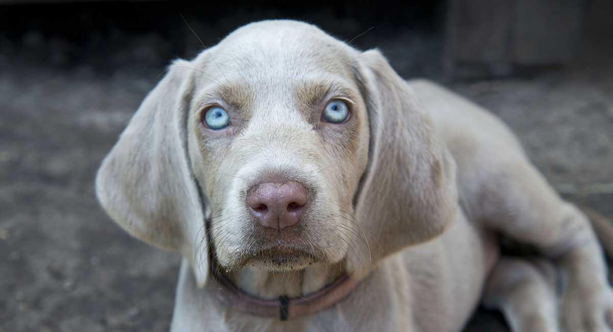 Weimaraner