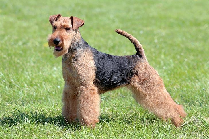 Terrier gallois