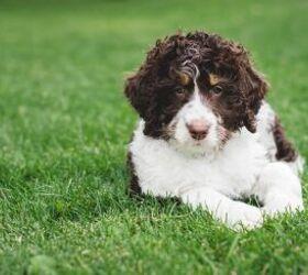 Chien D'Eau Frisienne